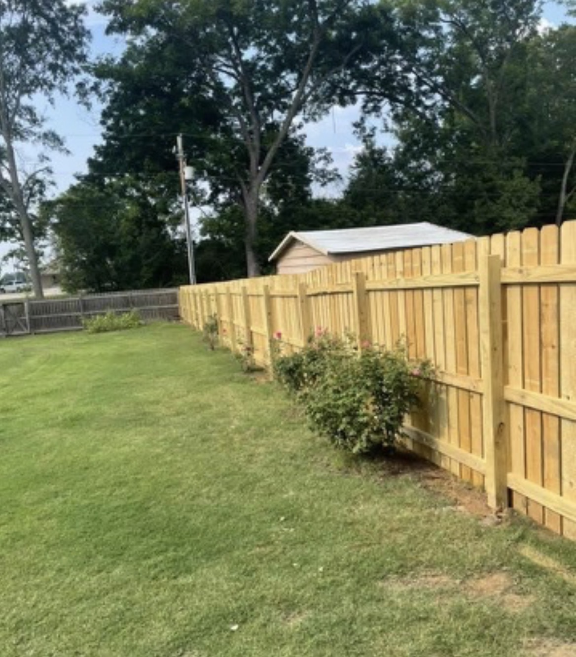 Long wood privacy fence running along a landscaped backyard with rose bushes planted at the base